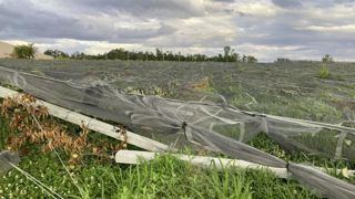 Les pertes de fonds seront exceptionnellement indemnisées à hauteur de 40 % dans le Tarn-et-Garonne. Les pertes de fonds seront exceptionnellement indemnisées à hauteur de 40 % dans le Tarn-et-Garonne.