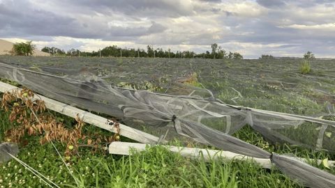 Les pertes de fonds seront exceptionnellement indemnisées à hauteur de 40 % dans le Tarn-et-Garonne.