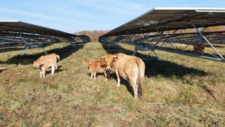 L'énergiéticien Reden a conduit une étude sur la compatibilité entre élevage bovin et photovoltaïque. L'énergiéticien Reden a conduit une étude sur la compatibilité entre élevage bovin et photovoltaïque.