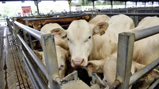 « Les fragilités du modèle économique de la filière bovine, dont la dépendance aux marchés italien et espagnol », seront prises en compte dans le plan de d'action contre la MHE, annoncé par le ministère de l'Agriculture. « Les fragilités du modèle économique de la filière bovine, dont la dépendance aux marchés italien et espagnol », seront prises en compte dans le plan de d'action contre la MHE, annoncé par le ministère de l'Agriculture.