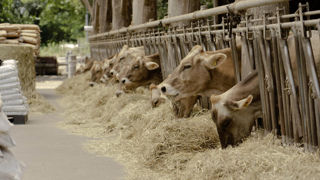 Les Brow Swiss du Wisconsin ont été les pemières vaches de la ferme de Nozomu Miyajima, lors de sa création en 1978. Les Brow Swiss du Wisconsin ont été les pemières vaches de la ferme de Nozomu Miyajima, lors de sa création en 1978.