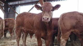 Trois lots de broutards viennent d'entrer en engraissement sur la ferme des Bordes à Jeu-les-Bois pour tester des rations sèches. L'une est à base exclusivement du méteil produit sur le site. Trois lots de broutards viennent d'entrer en engraissement sur la ferme des Bordes à Jeu-les-Bois pour tester des rations sèches. L'une est à base exclusivement du méteil produit sur le site.