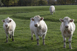 Les cours des broutards charolais ont été mis sous pression en octobre 2023. Les cours des broutards charolais ont été mis sous pression en octobre 2023.