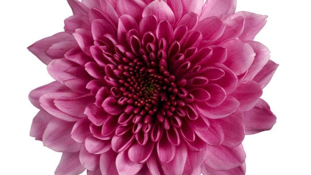 Chrysanthemum ‘Fabienne’.