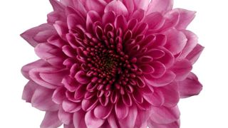 Chrysanthemum ‘Fabienne’. Chrysanthemum ‘Fabienne’.