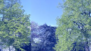 Le rôle essentiel des arbres hors forêt n’est plus à démontrer, leur protection doit évoluer : tel est le message qui a sous-tendu les débats lors de la 37e Arborencontre, à Combs-la-Ville, le 5 octobre.