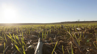 Les parcelles conduites en conservation des sols souffrant moins des précipitations actuelles, ce qui a permis de trouver plus facilement des créneaux pour semer. Les parcelles conduites en conservation des sols souffrant moins des précipitations actuelles, ce qui a permis de trouver plus facilement des créneaux pour semer.