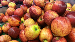 Estimée à 1,58 million de tonnes en 2023, la production de pommes française progresse de 9 % sur un an. Estimée à 1,58 million de tonnes en 2023, la production de pommes française progresse de 9 % sur un an.