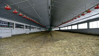En agriculture, le formol est notamment utilisé pour la désinfection des bâtiments avicoles. En agriculture, le formol est notamment utilisé pour la désinfection des bâtiments avicoles.