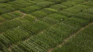 KWS distingue ses variétés de maïs les plus aptes à résister au stress hydrique KWS distingue ses variétés de maïs les plus aptes à résister au stress hydrique