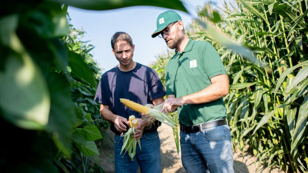 Renforcer l’autonomie énergétique avec les variétés de maïs EnergyBoost
