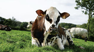 Pour les organisateurs du salon, Oreillette est l’ambassadrice idéale de la race normande. Pour les organisateurs du salon, Oreillette est l’ambassadrice idéale de la race normande.