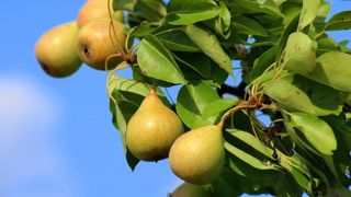 La récolte nationale de poire diminuerait de 12 % par rapport à l'année dernière. La récolte nationale de poire diminuerait de 12 % par rapport à l'année dernière.