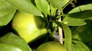 La bergamote est un agrume cultivé pour son parfum. La bergamote est un agrume cultivé pour son parfum.