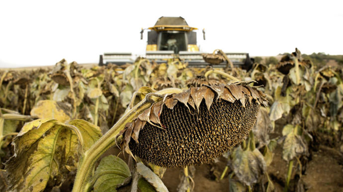 Chez les coopératives du Sud-Ouest, la collecte de maïs et de tournesol a été intéressante, tandis que celle de soja est décevante.