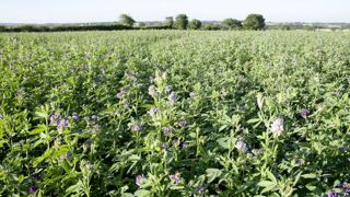 L'implantation de cultures dérobées ou fixatrices d'azote (sans utiliser de produits phytosanitaires) pourraient permettre de respecter les obligations de la BCAE 8 sans implanter de jachères. L'implantation de cultures dérobées ou fixatrices d'azote (sans utiliser de produits phytosanitaires) pourraient permettre de respecter les obligations de la BCAE 8 sans implanter de jachères.