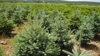 5,7 millions de sapins naturels ont été vendus pour Noël en 2022.