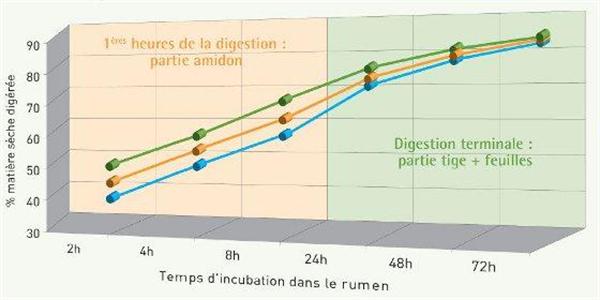 Digestibilité maïs ensilage vaches laitières