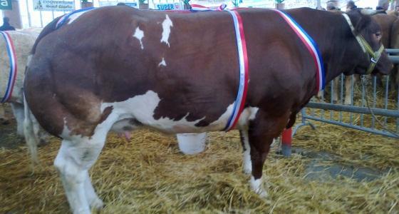 Festival de la viande de Torigni-sur-Vire