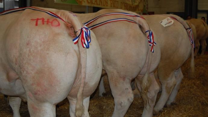 Concours d'animaux de boucherie d'Autun 2013