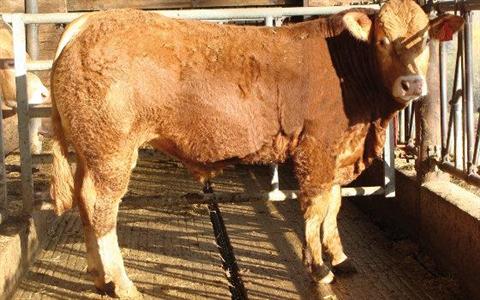 Gagneur limousin Lanaud