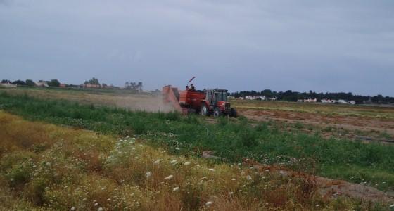 Récoltes de pommes de terre 2012