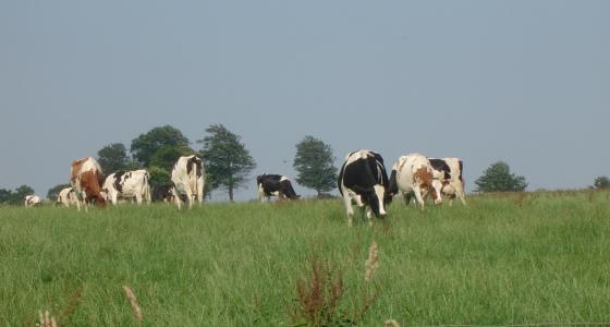 Vaches laitières au pré