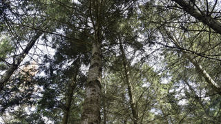 Des nouvelles données changent les projections d'absorption du carbone par les plantes pendant le changement climatique. Des nouvelles données changent les projections d'absorption du carbone par les plantes pendant le changement climatique.