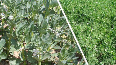 Les équipes de Terres Inovia nous rappellent la date limite et les conditions d'implantation pour les protéagineux d'hiver.
