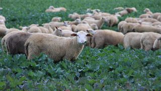 Le pâturage du colza grain est possible avant la fin de décembre si le sol est portant.