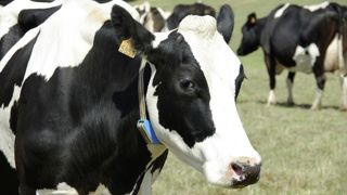 Le Cniel travaille à une future norme Afnor sur les données afin de pouvoir fluidifier leur circulation (interopérabilité) et leur valorisation. L'enjeu est bien que l'éleveur passe d'une situation d'utilisateur à une situation d'acteur.