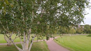 Les bouleaux font partie des arbres utilisés en phytoremédiation, une pratique qui consiste à accumuler ou dégrader des polluants (éléments-traces métalliques par exemple) grâce aux plantes. Les bouleaux font partie des arbres utilisés en phytoremédiation, une pratique qui consiste à accumuler ou dégrader des polluants (éléments-traces métalliques par exemple) grâce aux plantes.