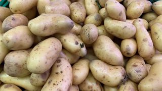 Le NEPG estime un rendement moyen dans le Nord-Ouest européen de 45,8 t/ha. Le NEPG estime un rendement moyen dans le Nord-Ouest européen de 45,8 t/ha.