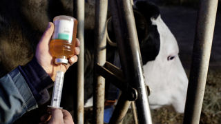 Préparation d'une injection d'antibiotique pour une vache.