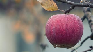 À la fin d'octobre, les stocks de pommes ont reculé de 8 % sur
un an, selon Agreste. À la fin d'octobre, les stocks de pommes ont reculé de 8 % sur
un an, selon Agreste.