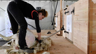 Tondre dans une salle adéquate et trier la laine participent à une meilleure valorisation des toisons. Tondre dans une salle adéquate et trier la laine participent à une meilleure valorisation des toisons.