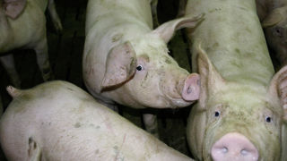 L’UGPVB pense qu’un rebond des productions animales françaises est possible. L’UGPVB pense qu’un rebond des productions animales françaises est possible.