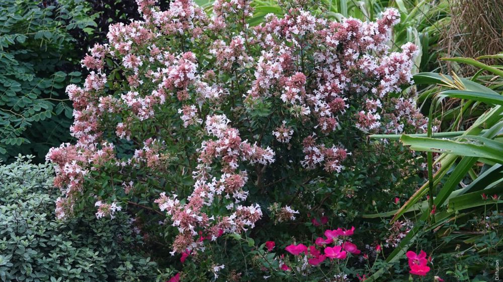La hauteur de plante peut atteindre 2 mètres.