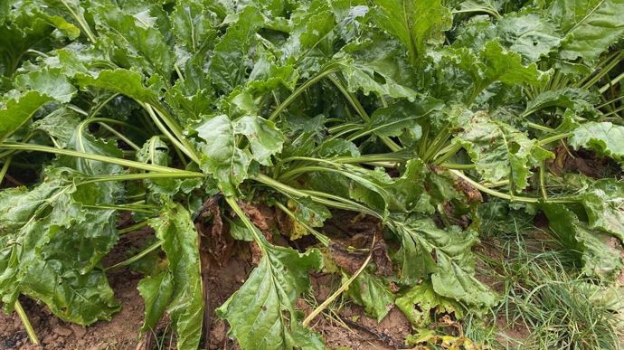 DLF Seeds et le Groupe Florimond Desprez vont créer une société commune pour leurs activités de recherche et de production de semences de betteraves sucrières et fourragères, et de chicorées industrielles.