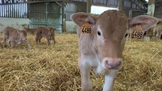 Les principales anomalies génétiques en bovin viande résultent de l'association de deux parents porteurs hétérozygotes d'un même gène modifié. Les principales anomalies génétiques en bovin viande résultent de l'association de deux parents porteurs hétérozygotes d'un même gène modifié.
