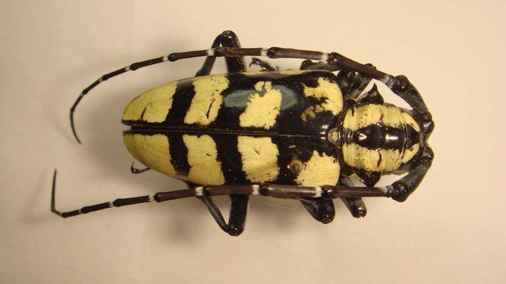 Anoplophora horsfieldii, spécimen adulte.