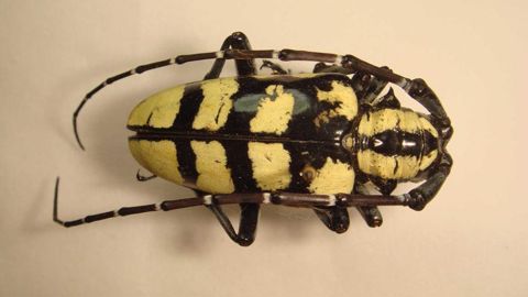 Anoplophora horsfieldii, spécimen adulte.
