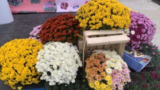 Gamme de chrysanthèmes insensibles à la rouille blanche. Gamme de chrysanthèmes insensibles à la rouille blanche.
