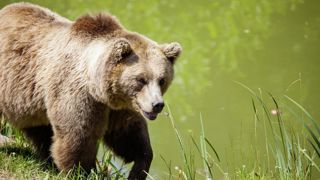 «L'Etat affiche une volonté de concertation sur le dossier ours, mais nous en sommes loin, s'insurge Franck Watts de la FNO. Notre présence ne sert qu'à justifier une concertation qui n'existe pas.» «L'Etat affiche une volonté de concertation sur le dossier ours, mais nous en sommes loin, s'insurge Franck Watts de la FNO. Notre présence ne sert qu'à justifier une concertation qui n'existe pas.»