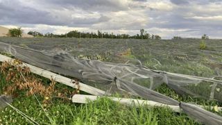 Une aide à la trésorerie de 2 millions d'euros vient d'être débloquée pour les producteurs du Tarn-et-Garonne touchés par les orages de mai et de juin 2023. Une aide à la trésorerie de 2 millions d'euros vient d'être débloquée pour les producteurs du Tarn-et-Garonne touchés par les orages de mai et de juin 2023.