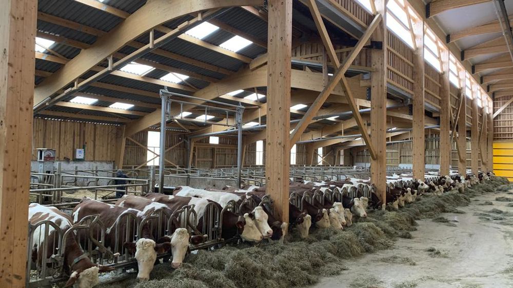 Les cornadis, exempts de barre supérieure, favorisent la visibilité sur le troupeau et l’accès à la partie supérieure du cou pour d’éventuels vaccins.