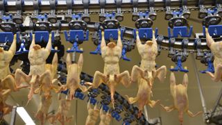 Les abattages français de poulets continuent de retrouver des couleurs, après une année 2022 marquée par la grippe aviaire. Les abattages français de poulets continuent de retrouver des couleurs, après une année 2022 marquée par la grippe aviaire.