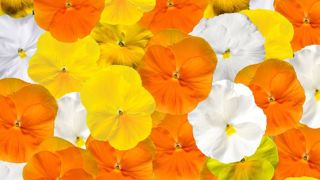 Viola x wittrockiana DELTA® Pro F1 Citrus Mix. Viola x wittrockiana DELTA® Pro F1 Citrus Mix.