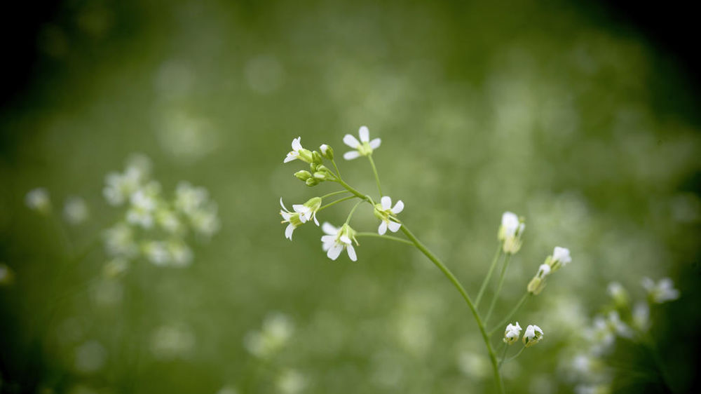 Le secret de la croissance des plantes enfin percé, sur l’arabette des dames (Arabidopsis thaliana), ici en fleurs dans une serre de l'Inrae de Versailles. Le secret de la croissance des plantes enfin percé, sur l’arabette des dames (Arabidopsis thaliana), ici en fleurs dans une serre de l'Inrae de Versailles.