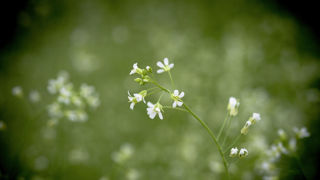 Le secret de la croissance des plantes enfin percé, sur l’arabette des dames (Arabidopsis thaliana), ici en fleurs dans une serre de l'Inrae de Versailles. Le secret de la croissance des plantes enfin percé, sur l’arabette des dames (Arabidopsis thaliana), ici en fleurs dans une serre de l'Inrae de Versailles.